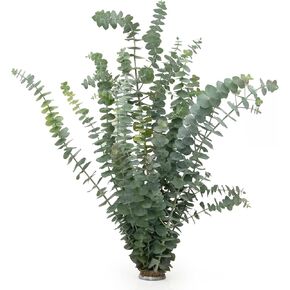 Preserved Green Baby Eucalyptus Stems Large Bunch 1 LB for Décor, Floral, Crafts