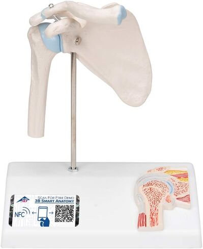 3B Scientific A86/1 Mini Shoulder Joint w/cross sec of bone on base - 3B Smart Anatomy in Saudi Arabia