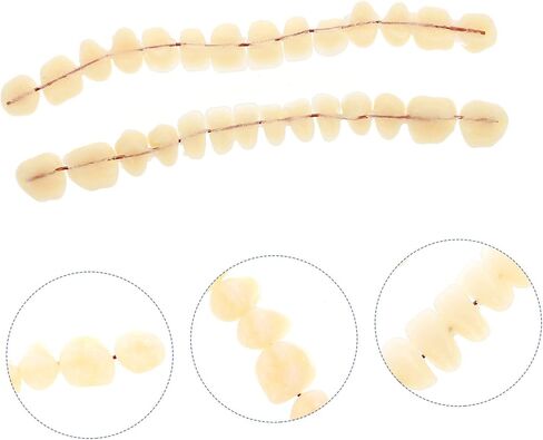SOLUSTRE Teeth 3D Model 1 Set Model Dental Models for Students Human Teeth Model Dental Training Models Models Dental Display Models Fake Teeth Model Dedicated 3D False Teeth Model in Saudi Arabia