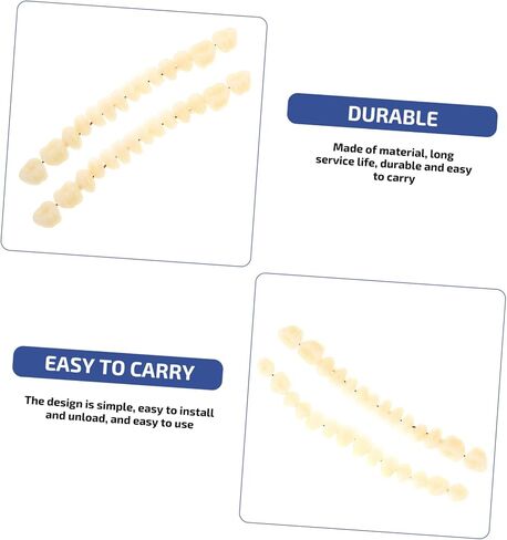SOLUSTRE Teeth 3D Model 1 Set Model Dental Models for Students Human Teeth Model Dental Training Models Models Dental Display Models Fake Teeth Model Dedicated 3D False Teeth Model in Saudi Arabia