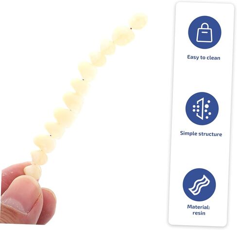 SOLUSTRE Teeth 3D Model 1 Set Model Dental Models for Students Human Teeth Model Dental Training Models Models Dental Display Models Fake Teeth Model Dedicated 3D False Teeth Model in Saudi Arabia