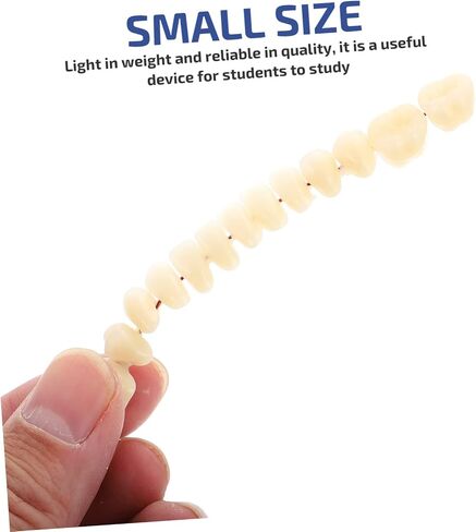 SOLUSTRE Teeth 3D Model 1 Set Model Dental Models for Students Human Teeth Model Dental Training Models Models Dental Display Models Fake Teeth Model Dedicated 3D False Teeth Model in Saudi Arabia