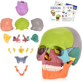 Human Skull Model, Detachable Palm-Sized Skull Model, 15 Parts Exploded Anatomy Skull Model, Mini Anatomical Head Model for Medical Students, Teaching Tools, Multicolor
