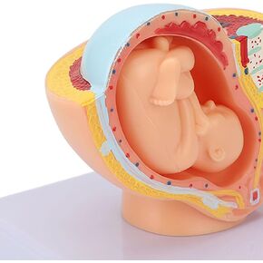 9 Months Baby Fetus Model, Female Pelvis Model for Pregnancy, Clear Structure, High Simulation for Science