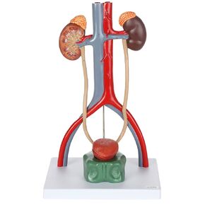 Axis Scientific Anatomy Model of Male Urinary System - Features Kidneys with Adrenal Glands, Ureters, and Bladder - Includes Detailed Product Manual