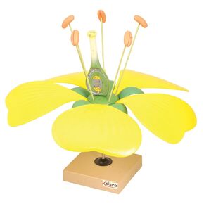 Eisco Labs Model Typical Flower
