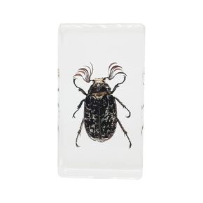 Real Crab Insect Specimens in Resin Paperweight Crafts, Animal Taxidermy Collection for Science Education & Desk Ornament (Crab)