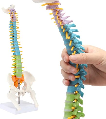 Mini Spine Model, 15.5" Mini Vertebral Column Model Details Vertebrae, Spinal Nerves, Lumbar & Pelvis with Stand in Saudi Arabia