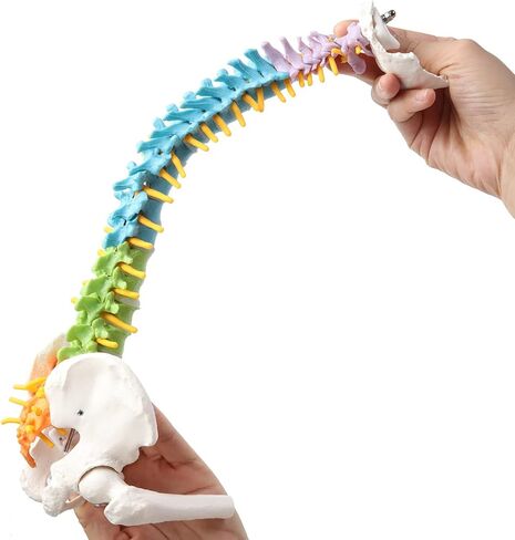 Mini Spine Model, 15.5" Mini Vertebral Column Model Details Vertebrae, Spinal Nerves, Lumbar & Pelvis with Stand in Saudi Arabia