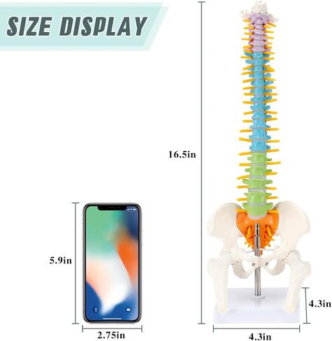 Mini Spine Model, 15.5" Mini Vertebral Column Model Details Vertebrae, Spinal Nerves, Lumbar & Pelvis with Stand in Saudi Arabia
