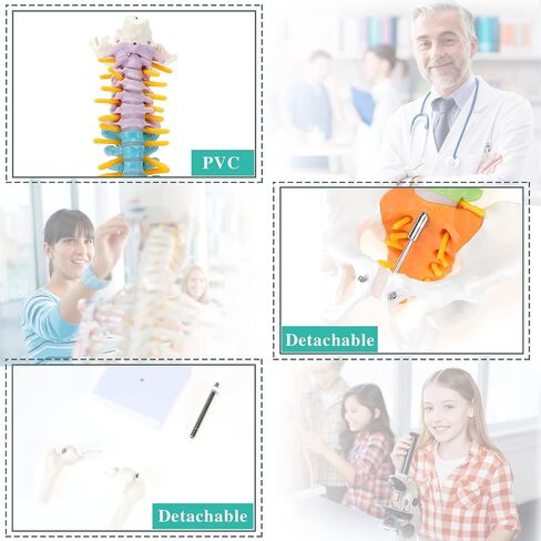 Mini Spine Model, 15.5" Mini Vertebral Column Model Details Vertebrae, Spinal Nerves, Lumbar & Pelvis with Stand in Saudi Arabia