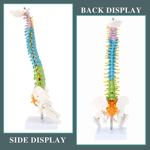 Mini Spine Model, 15.5" Mini Vertebral Column Model Details Vertebrae, Spinal Nerves, Lumbar & Pelvis with Stand in Saudi Arabia