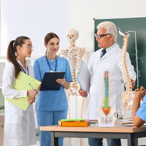 Mini Spine Model, 15.5" Mini Vertebral Column Model Details Vertebrae, Spinal Nerves, Lumbar & Pelvis with Stand in Saudi Arabia