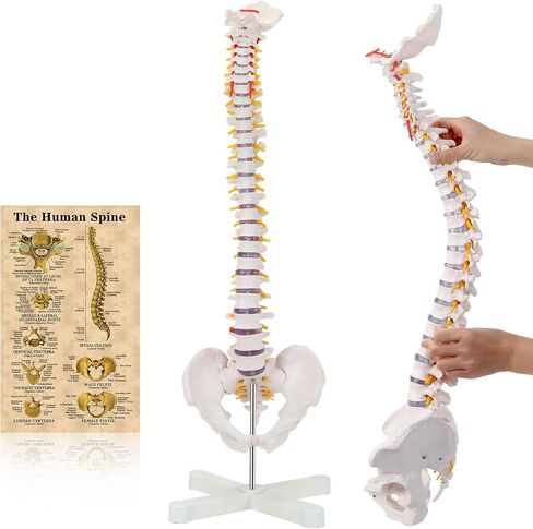 Mini Spine Model, 15.5" Mini Vertebral Column Model Details Vertebrae, Spinal Nerves, Lumbar & Pelvis with Stand in Saudi Arabia