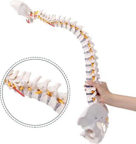 Mini Spine Model, 15.5" Mini Vertebral Column Model Details Vertebrae, Spinal Nerves, Lumbar & Pelvis with Stand in Saudi Arabia