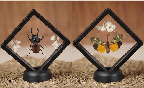 2 Real Lanternfly Giant Stag Beetle Insect Floating Clear Frame Taxidermy Dried Specimen Entomology Curiosities Shadow Box Display Oddity Witchy Aesthetic Gift Hanging Display Table Decor PL-5566 in Saudi Arabia
