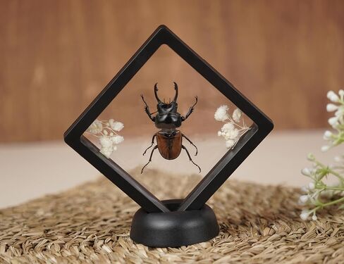 2 Real Lanternfly Giant Stag Beetle Insect Floating Clear Frame Taxidermy Dried Specimen Entomology Curiosities Shadow Box Display Oddity Witchy Aesthetic Gift Hanging Display Table Decor PL-5566 in Saudi Arabia