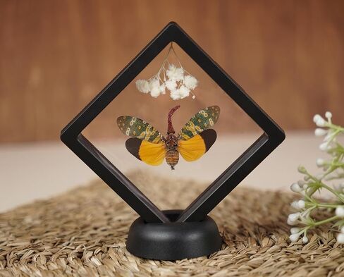 2 Real Lanternfly Giant Stag Beetle Insect Floating Clear Frame Taxidermy Dried Specimen Entomology Curiosities Shadow Box Display Oddity Witchy Aesthetic Gift Hanging Display Table Decor PL-5566 in Saudi Arabia