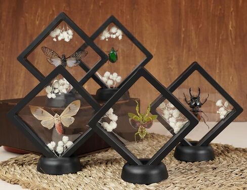 2 Real Lanternfly Giant Stag Beetle Insect Floating Clear Frame Taxidermy Dried Specimen Entomology Curiosities Shadow Box Display Oddity Witchy Aesthetic Gift Hanging Display Table Decor PL-5566 in Saudi Arabia