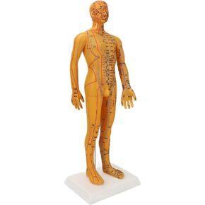 Acupoint Body Model, 53cm Human Body Acupuncture Model Man Chinese Medicine Teaching Tool Acupoint Mannequin Pressure Point Acupuncture Model Pressure Point and Meridians Model Education in Saudi Arabia
