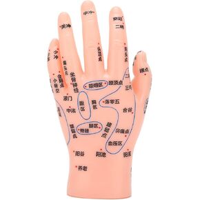 ZJchao Hand Acupuncture Model, Hand Acupuncture Point Model Left Hand Accurate Acupoint Teaching Hand Model Hand Acupoint Massage Area Teaching Tool Acupoint Anatomy Model for Teaching Learning