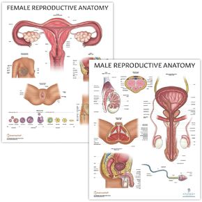 2 PACK Male and Female Reproductive System Anatomy Poster Set, LAMINATED, Anatomy and Physiology, 17.3 x 22.5 Inches, Body System Diagram, Anatomical Charts for Education Learning and Students Anatomy Posters Set