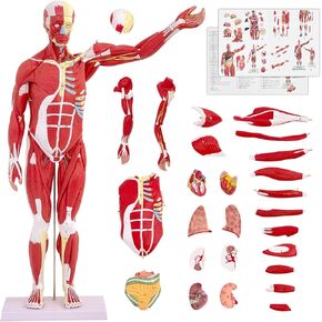SFXYJ Human Anatomy Muscle Model, 27 Part 1/2 Life Size 33" Human Body Muscular System Model with Removable and Muscle Anatomy Includes Detailed Color Product Manual for Medical Educational Training
