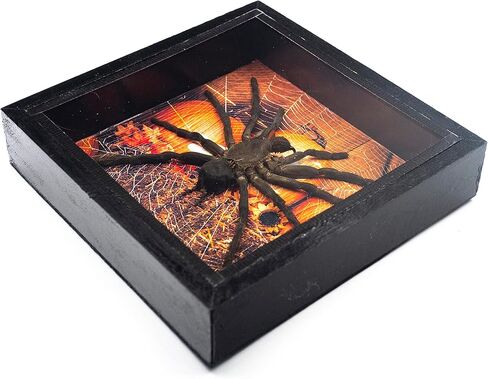 طائر عملاق حقيقي يأكل الرتيلاء EURYPEIMA SPINCRUS SPIDER TAXIDERMY عرض محاصر شفاف (صندوق خشبي أسود) (قرعة الهالوين، 6 × 6) in Kuwait