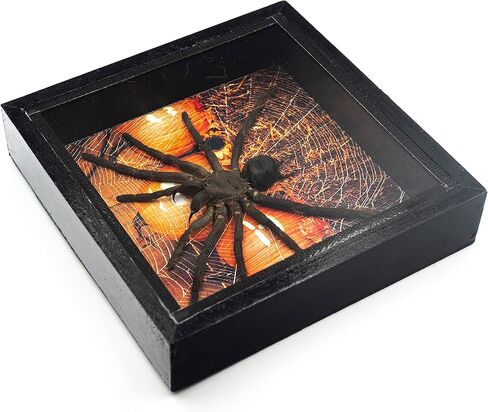 طائر عملاق حقيقي يأكل الرتيلاء EURYPEIMA SPINCRUS SPIDER TAXIDERMY عرض محاصر شفاف (صندوق خشبي أسود) (قرعة الهالوين، 6 × 6) in Kuwait