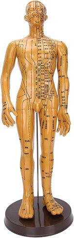 20'' Human Body Acupuncture Model, Male/Female Pressure Point and Meridians Model for Chinese Medicine Teaching, Acupuncture and Massage in Saudi Arabia