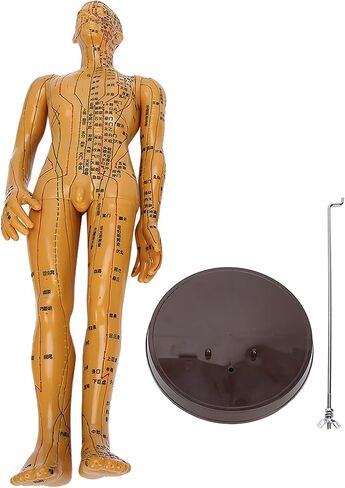 20'' Human Body Acupuncture Model, Male/Female Pressure Point and Meridians Model for Chinese Medicine Teaching, Acupuncture and Massage in Saudi Arabia