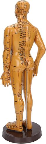 20'' Human Body Acupuncture Model, Male/Female Pressure Point and Meridians Model for Chinese Medicine Teaching, Acupuncture and Massage in Saudi Arabia