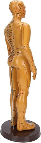 20'' Human Body Acupuncture Model, Male/Female Pressure Point and Meridians Model for Chinese Medicine Teaching, Acupuncture and Massage in Saudi Arabia