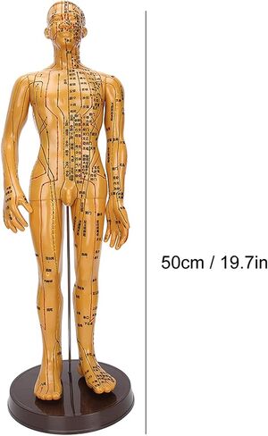 20'' Human Body Acupuncture Model, Male/Female Pressure Point and Meridians Model for Chinese Medicine Teaching, Acupuncture and Massage in Saudi Arabia