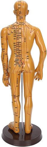 20'' Human Body Acupuncture Model, Male/Female Pressure Point and Meridians Model for Chinese Medicine Teaching, Acupuncture and Massage in Saudi Arabia