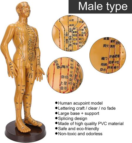 20'' Human Body Acupuncture Model, Male/Female Pressure Point and Meridians Model for Chinese Medicine Teaching, Acupuncture and Massage in Saudi Arabia