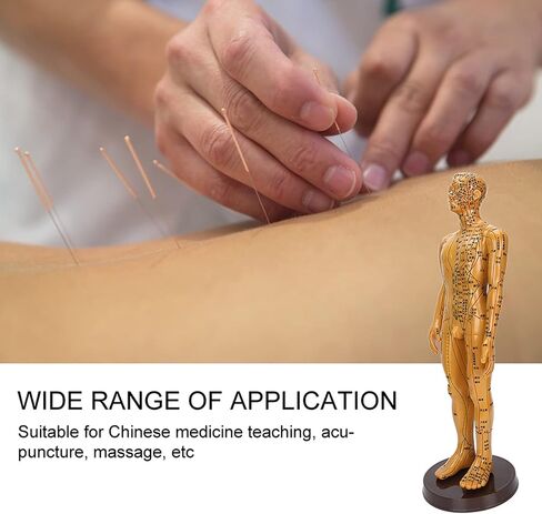 20'' Human Body Acupuncture Model, Male/Female Pressure Point and Meridians Model for Chinese Medicine Teaching, Acupuncture and Massage in Saudi Arabia