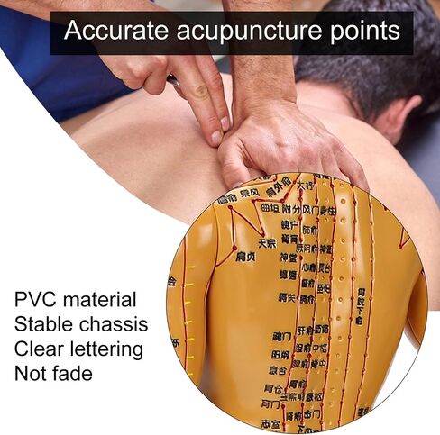 20'' Human Body Acupuncture Model, Male/Female Pressure Point and Meridians Model for Chinese Medicine Teaching, Acupuncture and Massage in Saudi Arabia