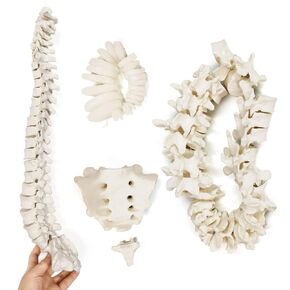 Disarticulated Human Spine Model, Life Size 1-24 Spine Model with Sacrum and Coccyx with Intermediate Disc for Medical Educational Study Teaching Clinic Demonstration Tool