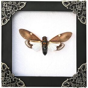 Real Framed Cicada Paratalainga Distanti White Frame Insect Dried Beetle Bug Shadow Box Taxidermy Specimen Display Oddity Curiousity Tabletop Wall Hanging Tabletop Bookshelf Moody Home Decor K12-77-TR in Saudi Arabia