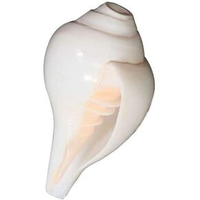 Loud Blowing Original Conch Shell Shankh 6.5 IN Large White Best For Pooja, Decoration, Sound Meditation & Healing - Sea Shell Real Blowing Conch Sankha