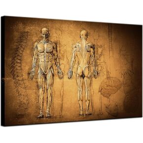 KLVOS Vintage Human Muscular System and Skeleton Patent Photos Canvas Print Wall Decor Anatomical Medical Art Physician Day Nurse Day Office Decor Gift 24x36 inch