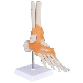 LVCHEN Anatomical Foot Model with Ligaments - Life Size Ankle Joint Model Foot Model with Ligaments for Medical Teaching