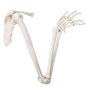 Human Upper Limb Skeleton Anatomical Model, Life Size Arm Skeleton Model W/Clavicle Scapula and Articulated Hand Bone for Hospitals Offices Schools University Study Display