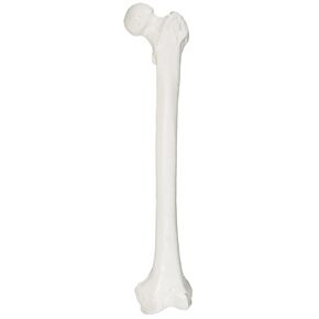 Axis Scientific Femur Bone Model | Left | Cast from a Real Human Femur Bone l Upper Leg Bone Model Has Realistic Texture and Important Bony Landmarks | includes Product Manual