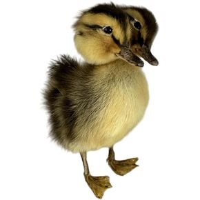 New Animal Specimen Making Eurasian Duck Specimen Teaching/Decoration