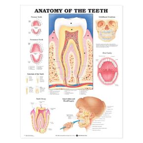 Anatomy of the Teeth Anatomical Chart