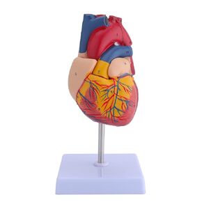 LVCHEN Human Heart Model - 2 Part Life Size Anatomically Accurate Numbered Heart Medical Model Cardiac Anatomical Model for Science Classroom and Cardiology Study