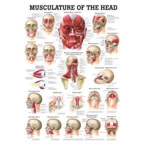 Muscles of the Head Laminated Anatomy Chart