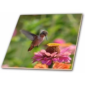 3dRose ct_63599_1 Garden Hummingbird & Pink Zinnia Flower Photography Ceramic Tile, 4"